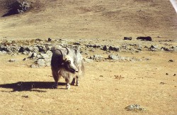 mongolia-bisonte
